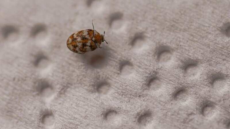Carpet beetles find their way into your house and can do a lot of damage (Image: Express)