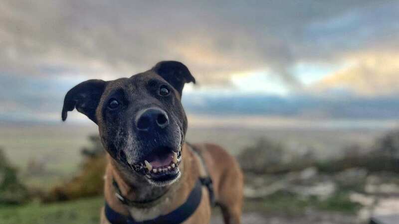 Mason has sadly had no luck finding a place to call home (Image: Shropshire Canine / SWNS)
