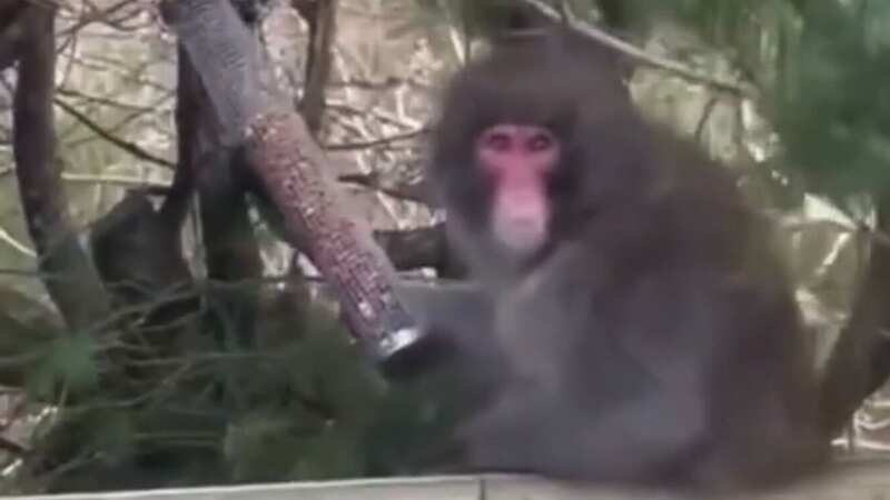 The monkey which has been on the run since Sunday (Image: Daily Record)