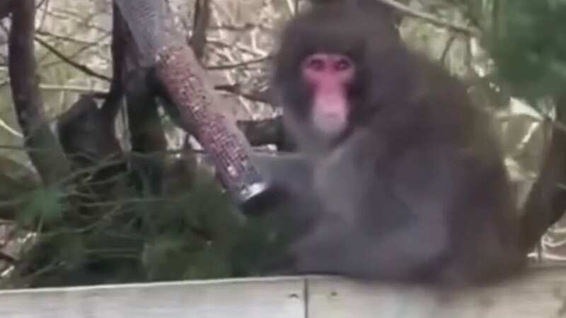 The monkey has been at large for three days (Image: Daily Record)