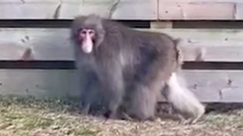 A seven-year-old monkey has been on-the-run for two days after escaping from a Scottish wildlife park (Image: CARL NAGLE)