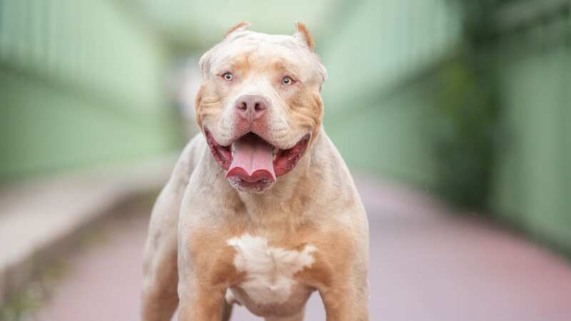 New bans on XL Bully dogs are coming into force (Image: Getty Images)