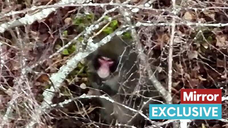 Three things need to be done to catch missing monkey, pet detective says