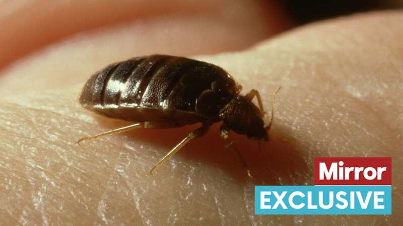 UK bed bug infestation as major government building treated