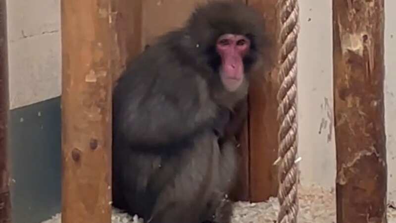 Escaped macaque Honshu is bearing up fine after eating 