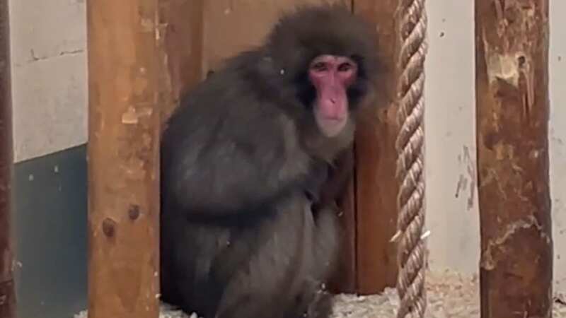 Moment missing monkey caught after smell of Yorkshire pudding gets him captured
