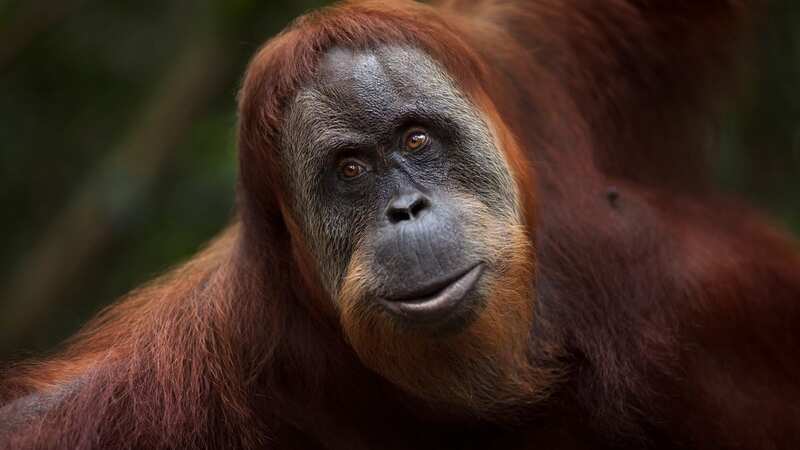 The Sumatran Orangutan is one of many animals whose existence is being threatened by humans (Image: Getty Images)