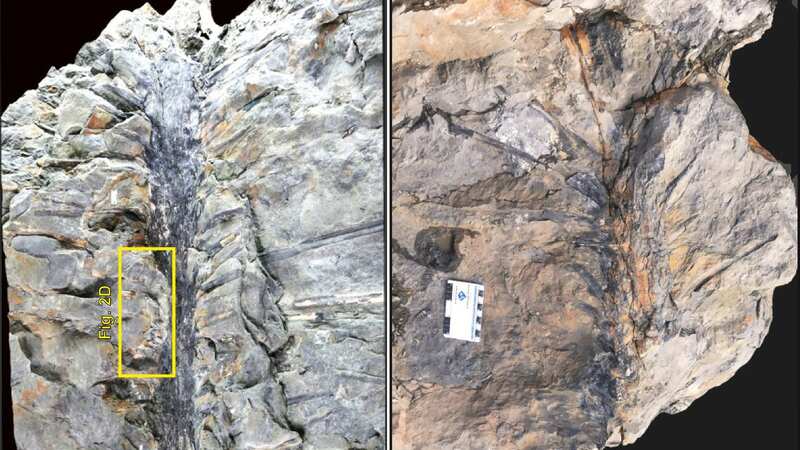 Trees with fossilized leaves attached are incredibly rare, the researchers said (Image: Robert A. Gastaldo, et al)