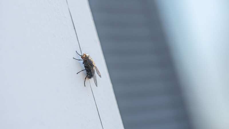 No one wants flies in their house (stock photo) (Image: Getty Images)