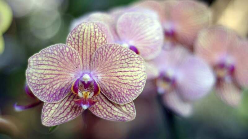 The orchid family is one of the largest groups of flowering plants on the planet (Image: AFP/Getty Images)