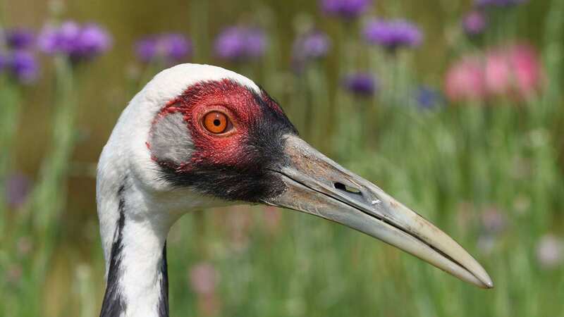 Walnut, a white-naped crane and internet celebrity, has passed away (Image: AP)