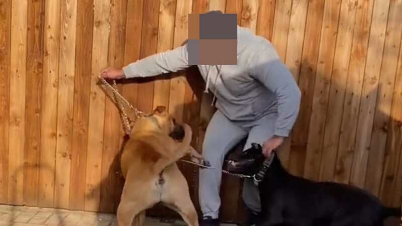 American XL Bullies are now banned in England and Wales as part of the Government