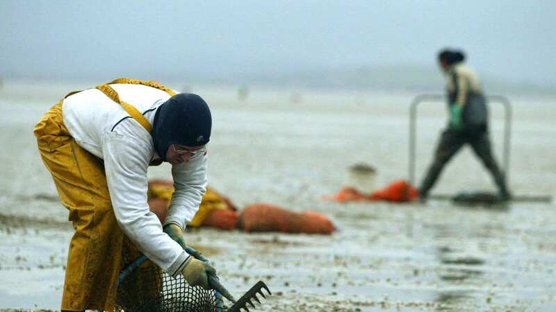 Cocklers back at work on the sands of Morecambe Bay in 2004, days after the tragedy in which 23 people died