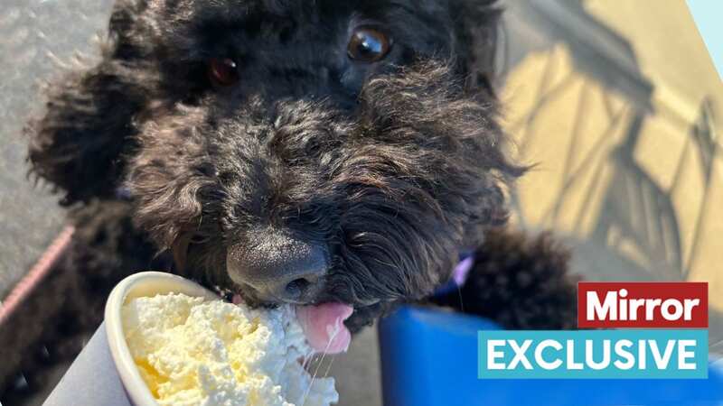 Even a small bit of chocolate could be very dangerous for your dog (Image: Vets Now)