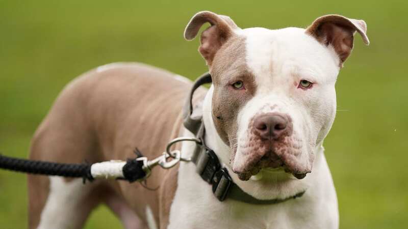 It is illegal to have an XL Bully dog that is not registered (Image: PA)