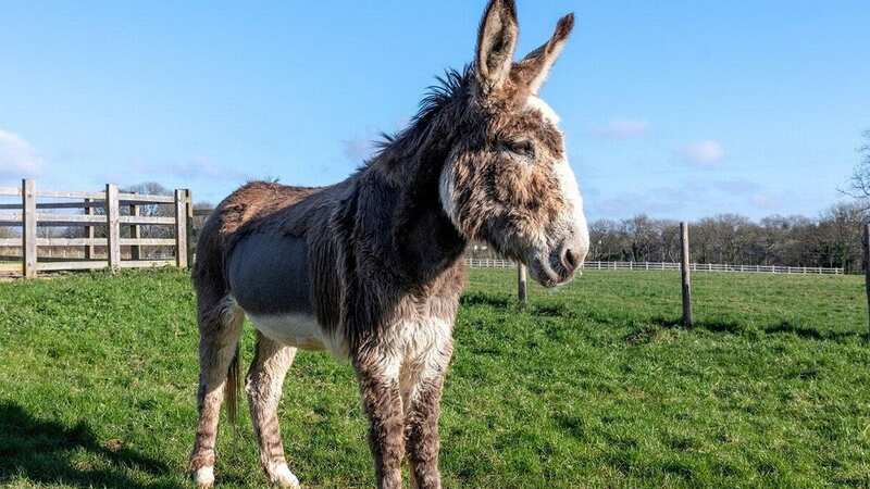 Joey was grieving the loss of his mum and had stopped eating entirely (Image: The Donkey Sanctuary / SWNS)