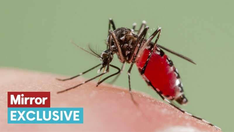 Andrew Jones has warned tiger mosquito could make its way to the UK sooner than we think (Image: Supplied)