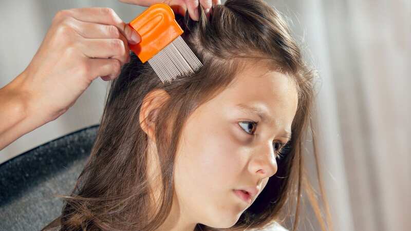 Head lice are commonly found on children aged between four and 11 (Image: Getty Images/iStockphoto)
