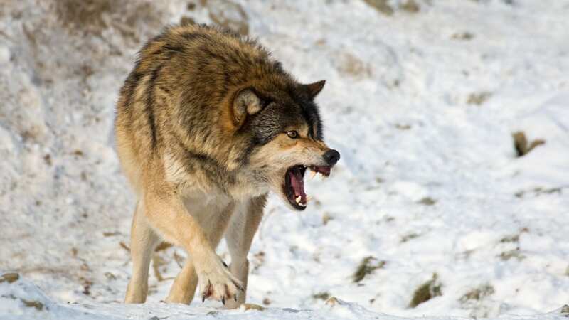 The wolves are thriving and scientists believe they have become resistant to cancer (stock photo) (Image: Getty Images)
