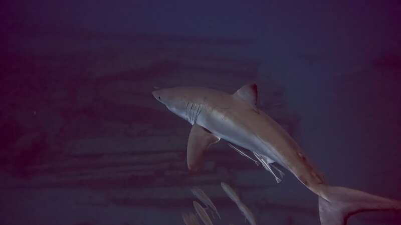 Terrifying moment great white shark suddenly appears to stalk deep-sea divers