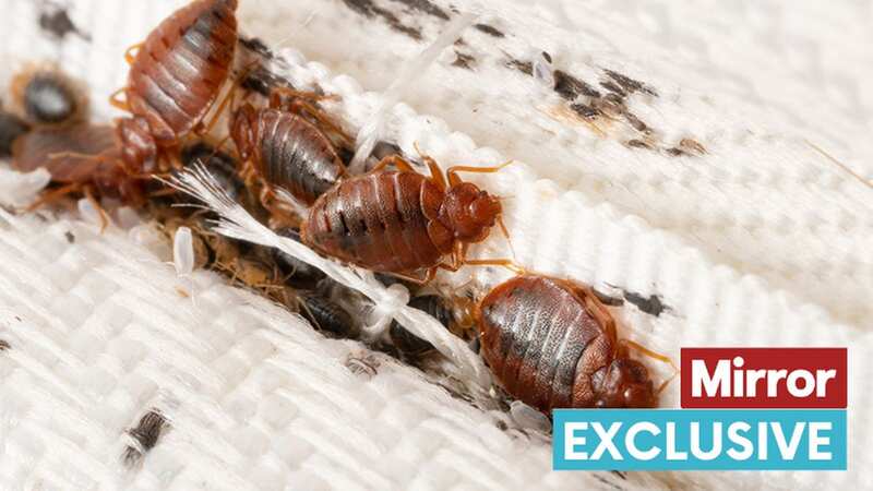 The infestation comes amid fears that bed bugs could spread through the UK after an outbreak in Paris (Image: Getty Images/iStockphoto)