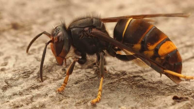 The yellow-legged Asian hornets could seriously impact other pollinators (Image: Getty Images/iStockphoto)