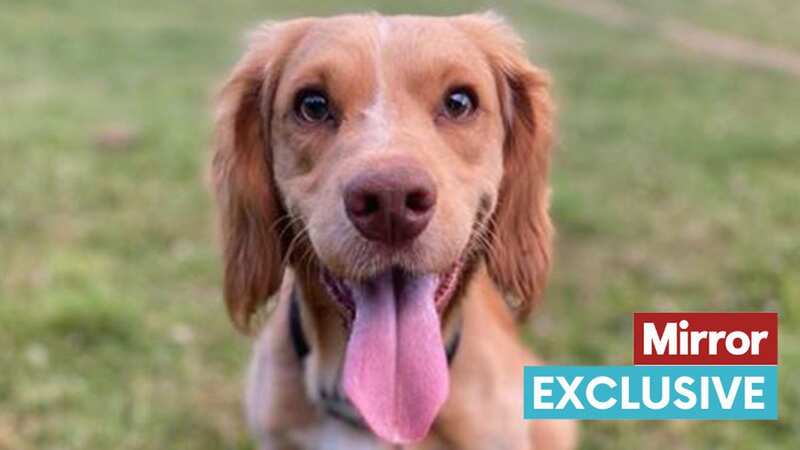 Police dog Dodger helped bring down a killer (Image: Wesr Midlands Police)