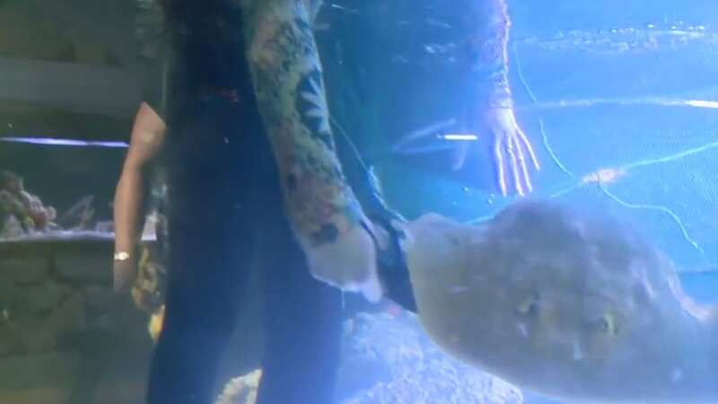 There were no male stingrays in her tank (Image: Team ECCO, ABC News)