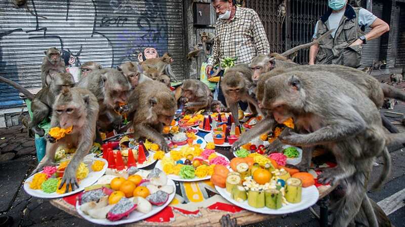 The monkeys became a problem after they began to be fed junk food rather than fruit (Image: SOPA Images/LightRocket via Getty Images)