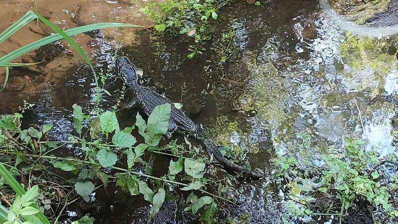 Officers rushed to a stream after receiving reports of a crocodile (Image: Jam Press/Ipswich Police)