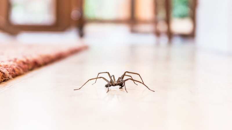 Keep spiders out of your kitchen for good! (Image: Getty Images/iStockphoto)