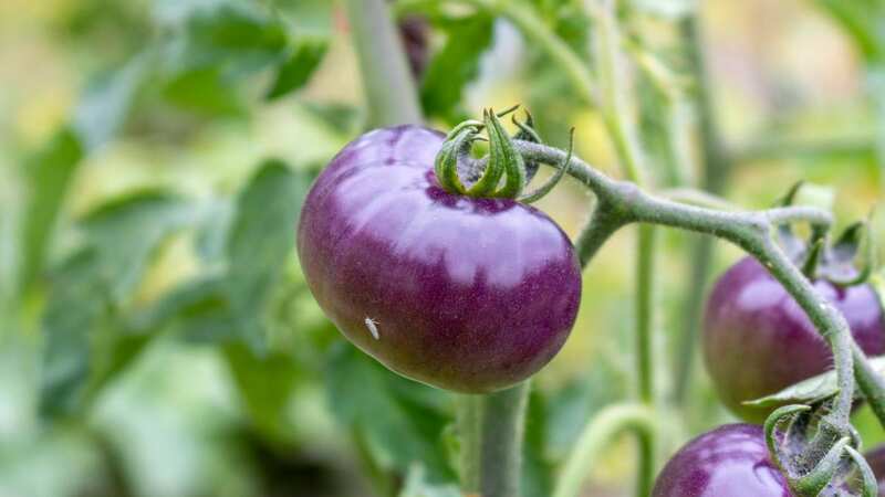 A new genetically engineered purple tomato will be the first of its kind available to US gardeners (Image: Getty Images/iStockphoto)