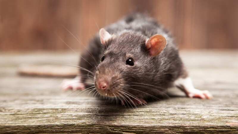 Best way to deter rats from garden is 