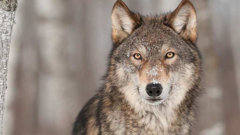 The collared wolves were an adult breeding female and a subadult from the Gearhart Mountain Pack in Oregon (Image: Getty Images/iStockphoto)