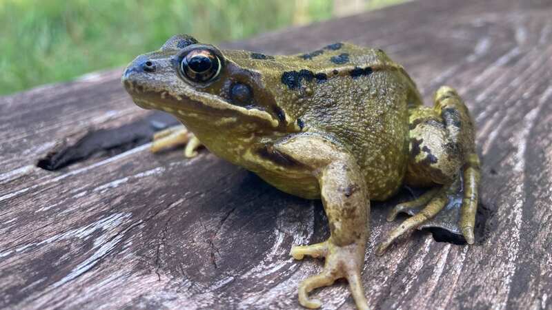 A local rescue group hopes to help 2,500 amphibians (Image: Getty Images)