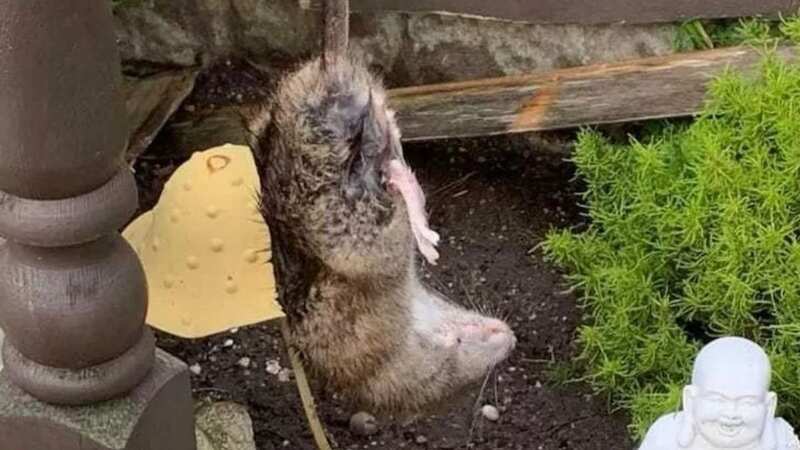 Residents complained of a rat infestation (Image: Lancashire Live)