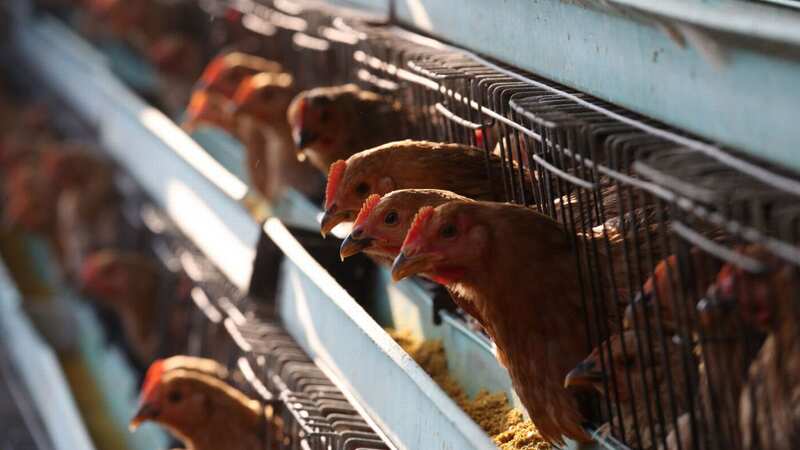 The young boy is said to have eaten chicken kept by his family (Image: South China Morning Post via Getty Images)