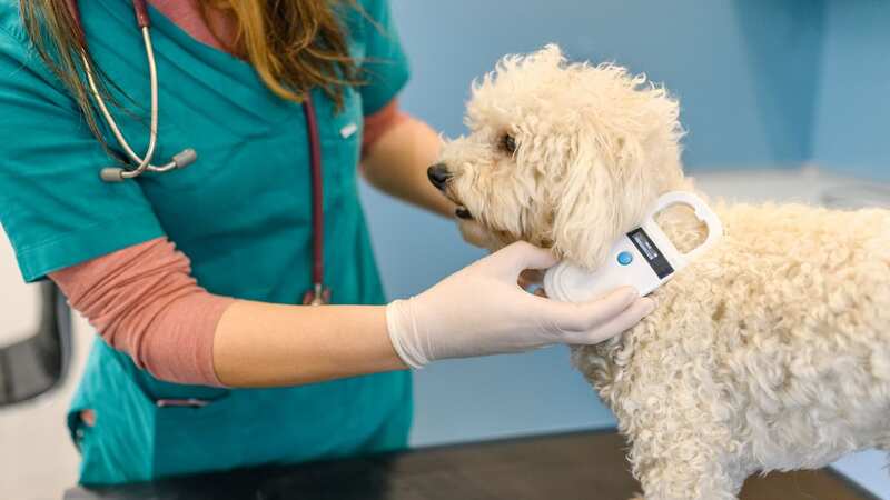 Keep your pooch safe this V-Day by avoiding certain flowers (stock photo) (Image: Getty Images)