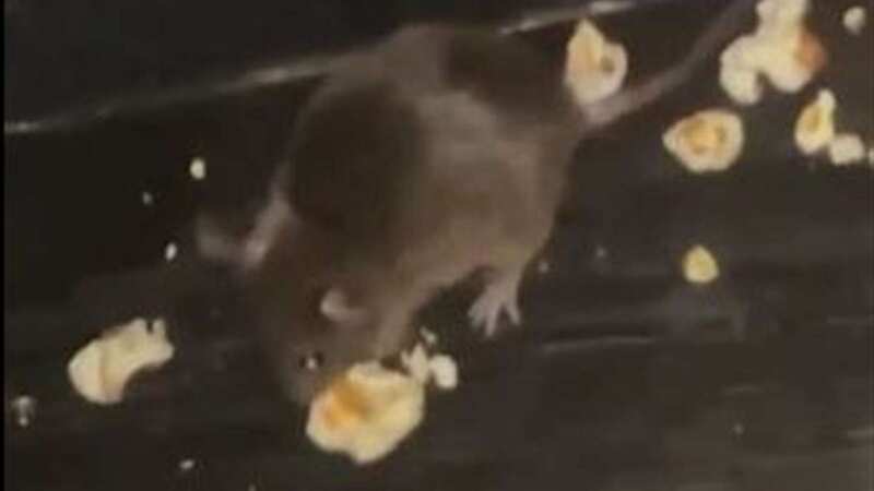 The rats were spotted munching on popcorn at the Odeon Luxe cinema in Maidstone, Kent (Image: No credit)