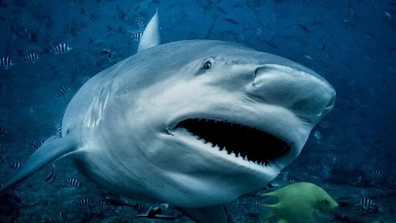 Bull sharks have very few natural predators (Image: Getty Images/Image Source)
