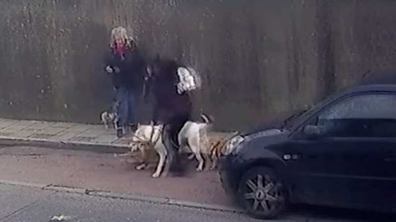 Woman heartbroken after mastiff-type dog attacks her Jack Russell in street