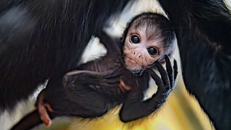 Rare baby spider monkey cradled by mum as she makes first public appearance