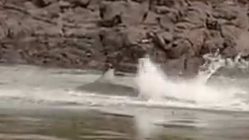 Horror video shows shark thrashing in water as man is attacked while swimming