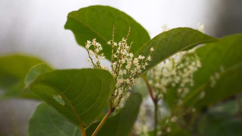 The invasive curse of the Japanese Knotweed which can be impossible get rid of (Image: Getty Images/iStockphoto)