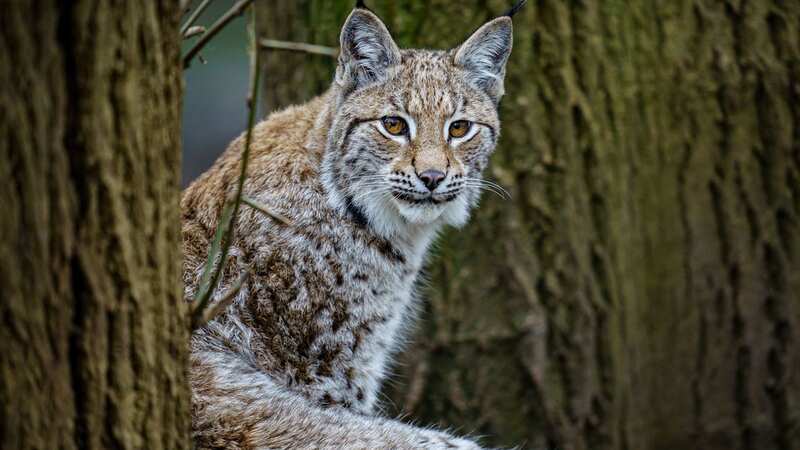 Andy Bowren and his fellow hikers believe what they saw was a lynx (stock image) (Image: PA)