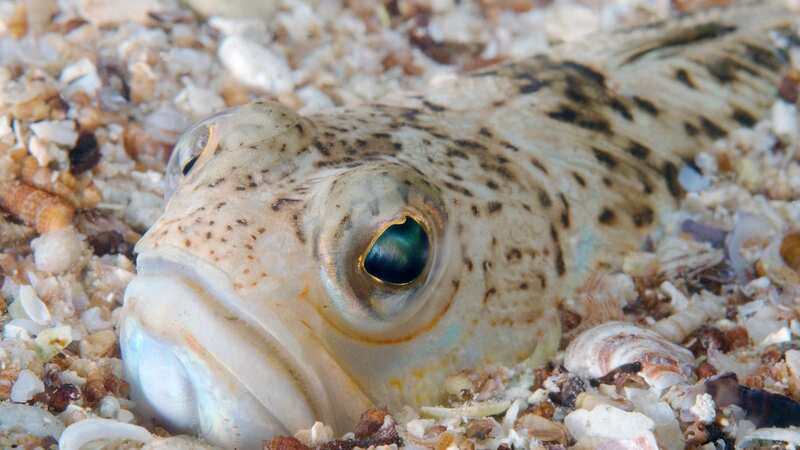 Weever fish are often found on Dorset beaches and burrow in the sand (Image: Getty Images/imageBROKER RF)