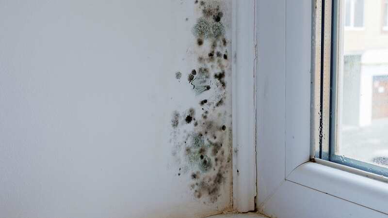 Black mould on windows is often caused by excess condensation (Image: Getty Images/iStockphoto)