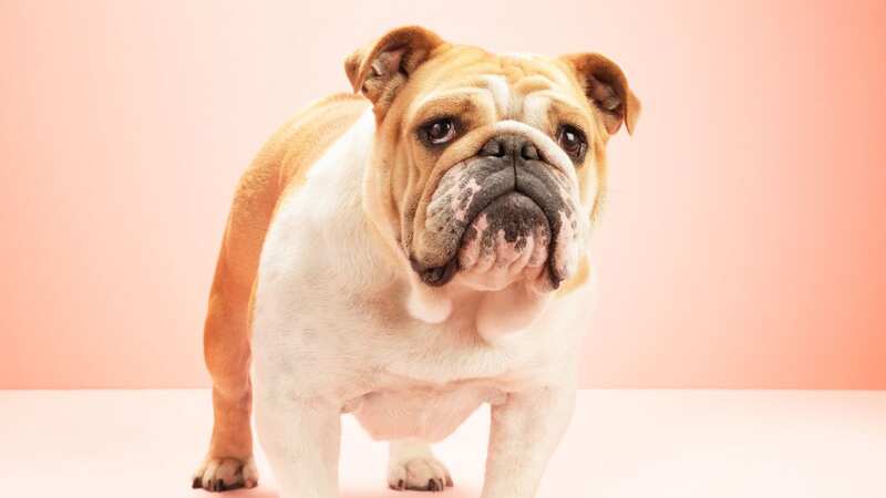 Witnesses described the beast as a bulldog type breed (file photo) (Image: Getty Images)