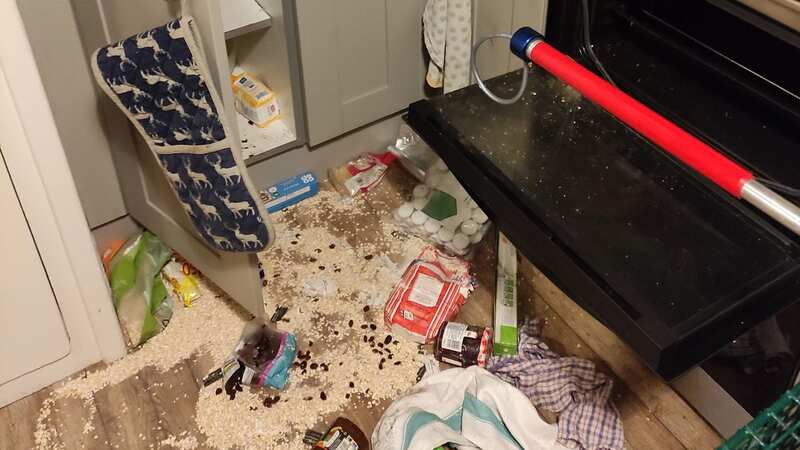 The mess caused by the badger in Charlotte