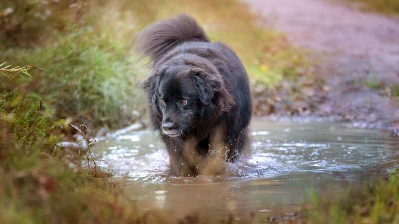 Deadly Alabama rot kills dogs and is more prevalent during wet and muddy conditions (Image: Anita Kot/Getty)